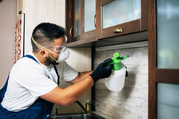 Wasp Removal Services in Provo, UT