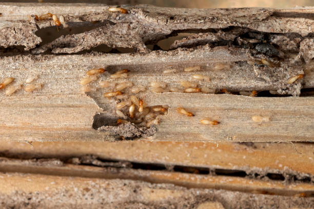 Best Commercial Pest Control Services  in Provo, UT